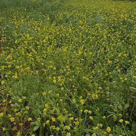 Laurus - Charming House Casa de Campo *