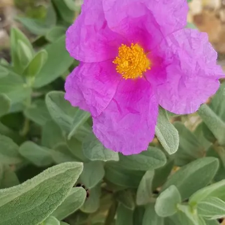 Hétvégi ház Laurus - Charming House