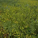 Laurus - Charming House Country house *